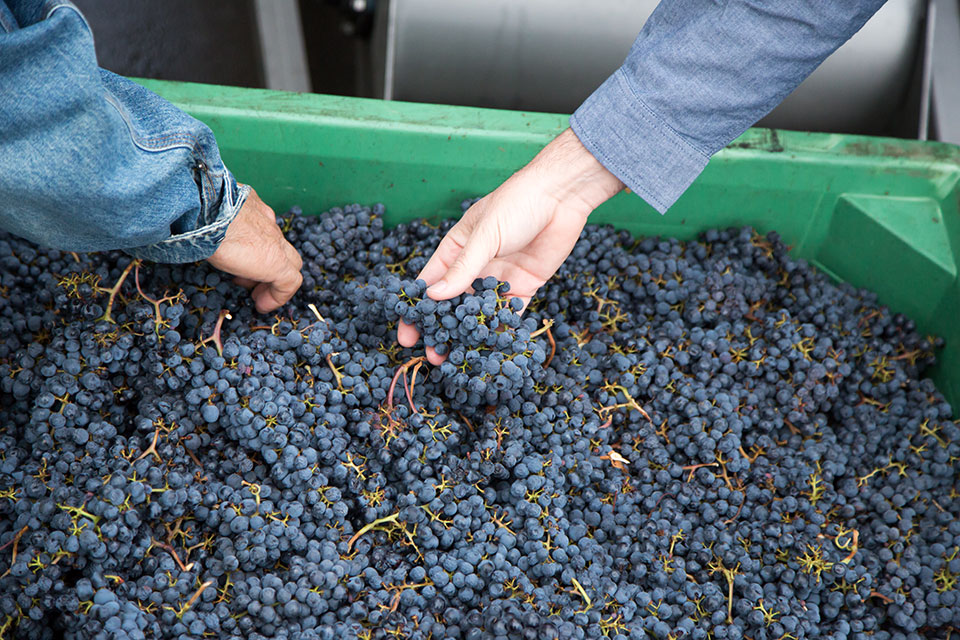 Harvested Grapes